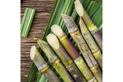 Image Sugarcane.